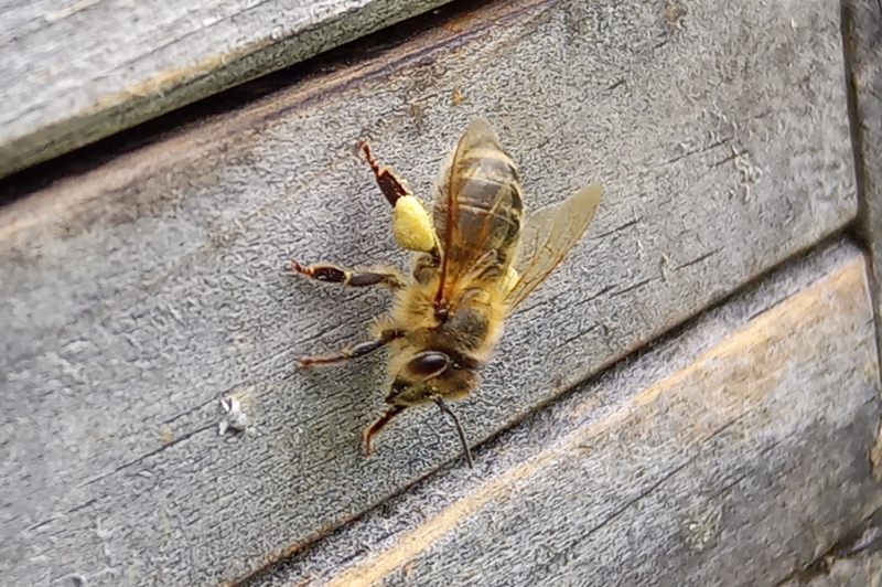 Der mit den Bienen tanzt